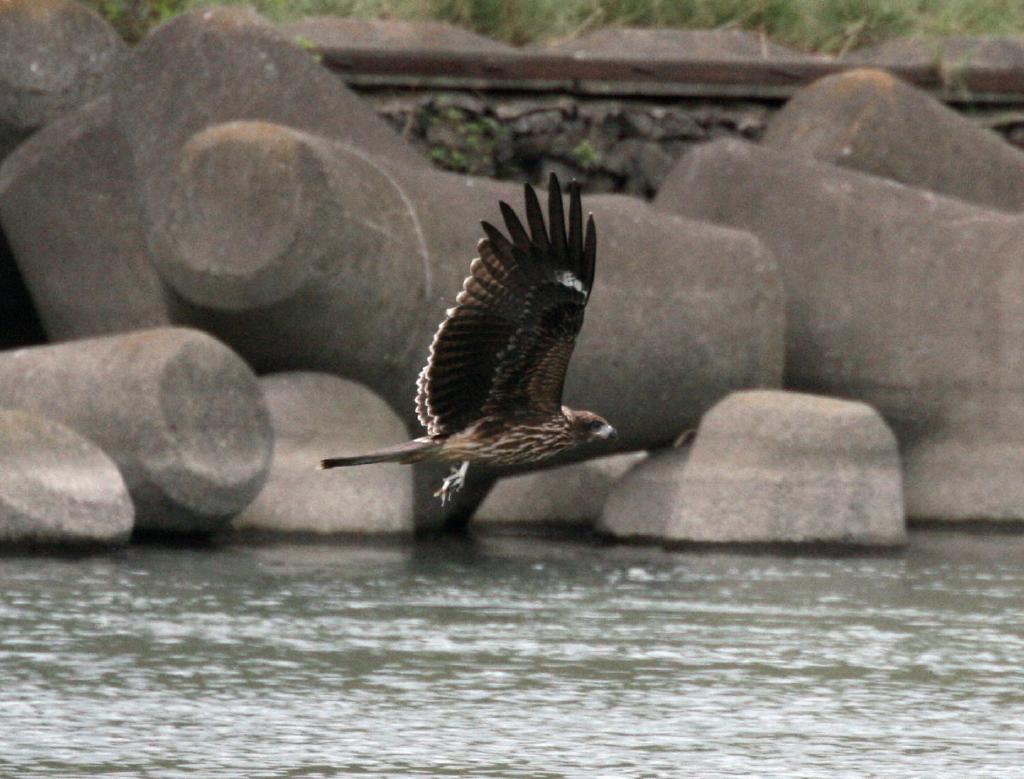 相模川の座架衣橋近辺の野鳥たち 野遊び 散策