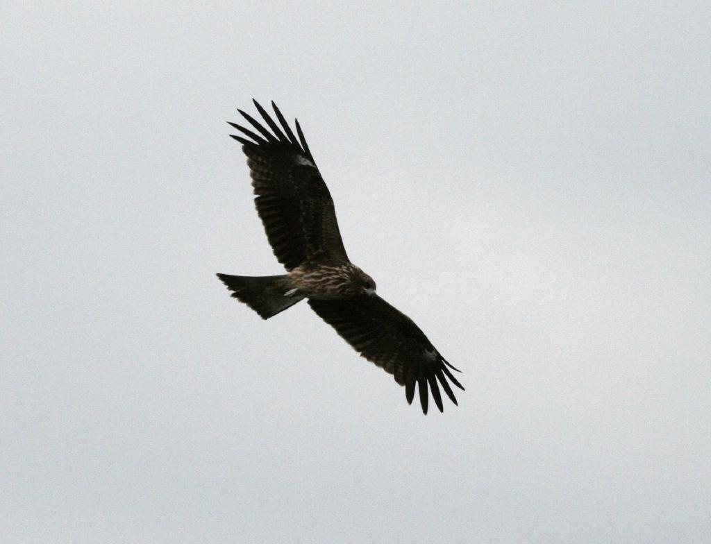 相模川の座架衣橋近辺の野鳥たち 野遊び 散策